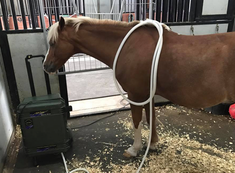 Magnawave in Pass Christian, MS Blue Equine Elite Fitness & Rehabilitation Center