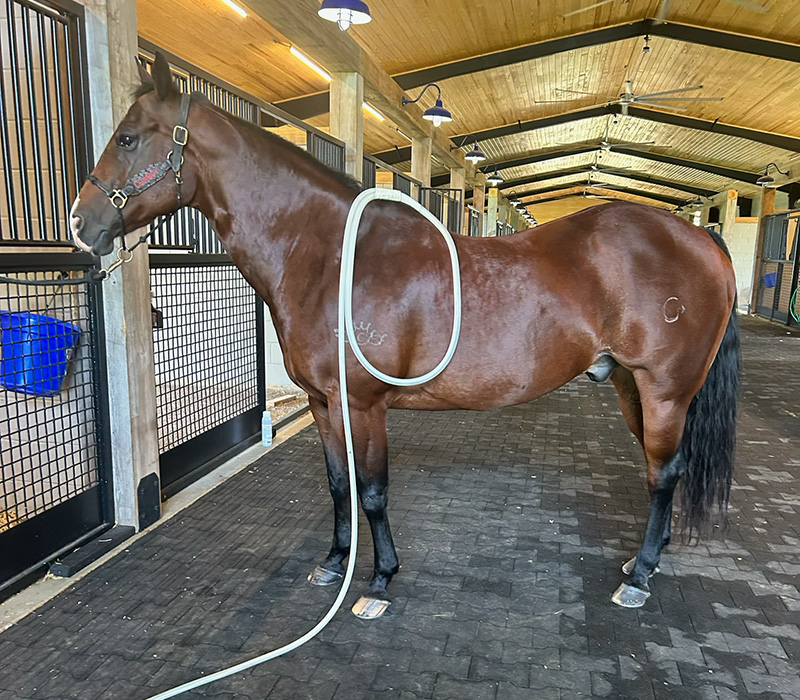A brown horse in a stable